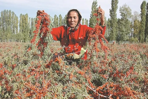 Sea Buckthorn Berry (Powder) 200gm